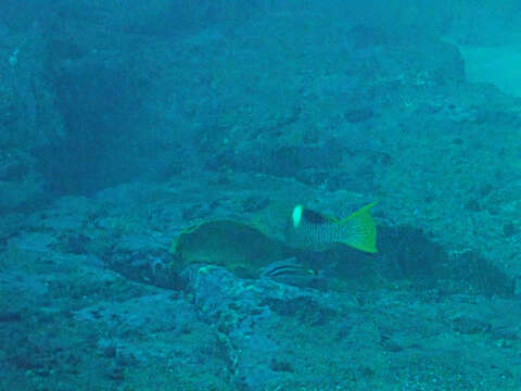 Image of Golden-spot hogfish