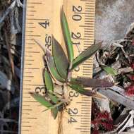 Image of Rough Rosette Grass