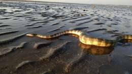 Image of Common or beaked seasnake