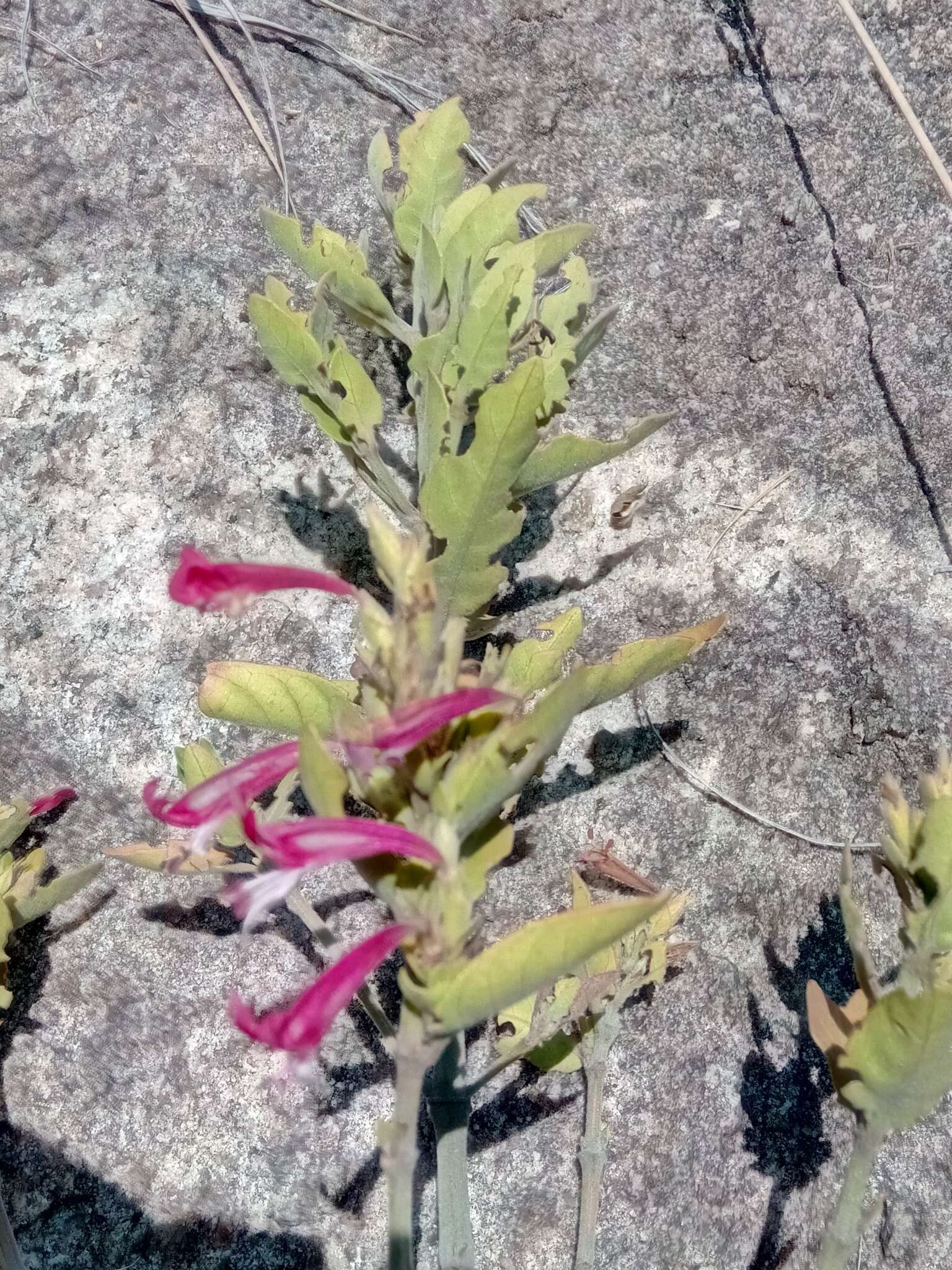 Слика од Hypoestes isalensis Benoist