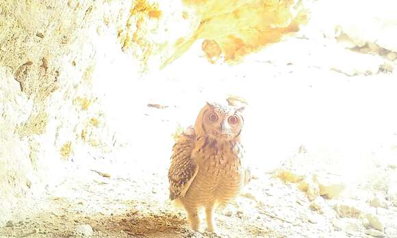 Image of Pharaoh Eagle-Owl