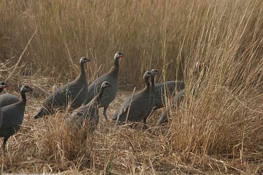 Image of West African Helmeted Guineafowl