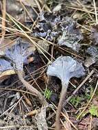 Image of Pseudocraterellus calyculus (Berk. & M. A. Curtis) D. A. Reid 1962