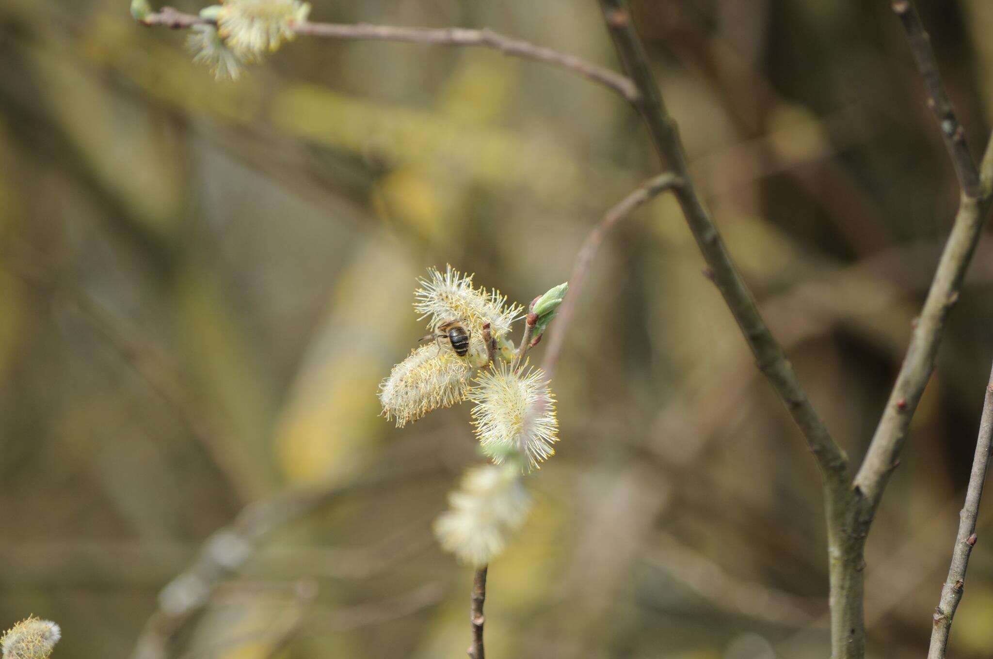 Image of Colletes cunicularius (Linnaeus 1761)