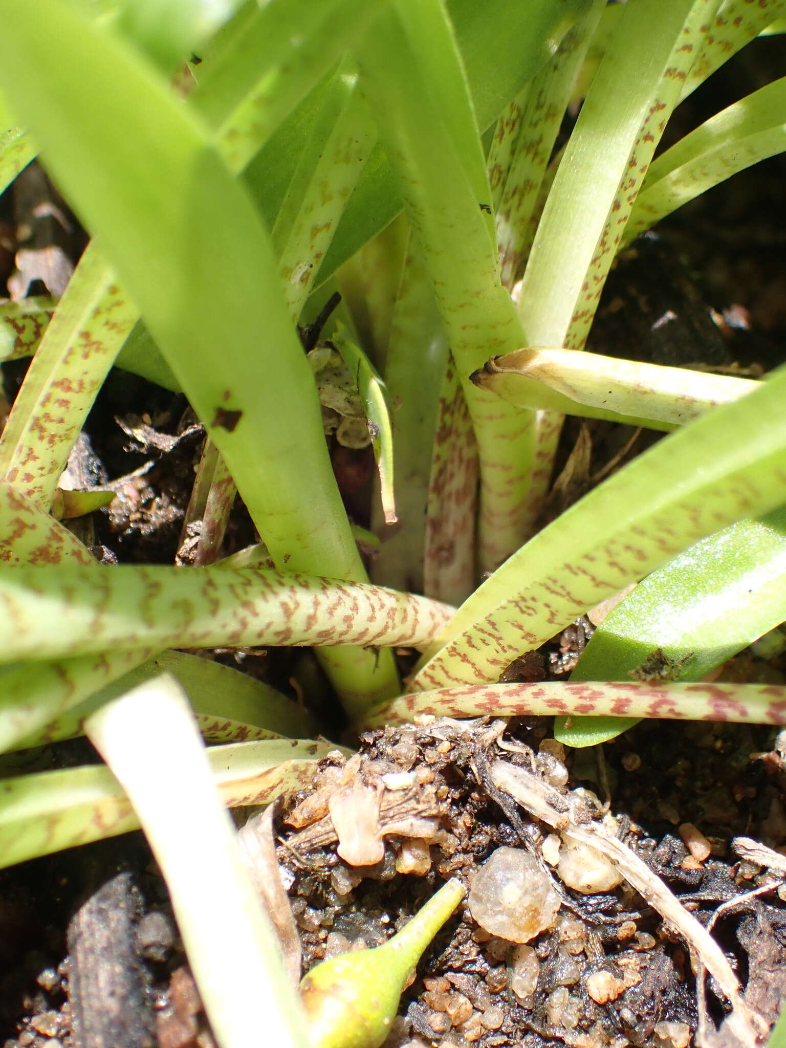 Слика од Ledebouria cooperi (Hook. fil.) Jessop