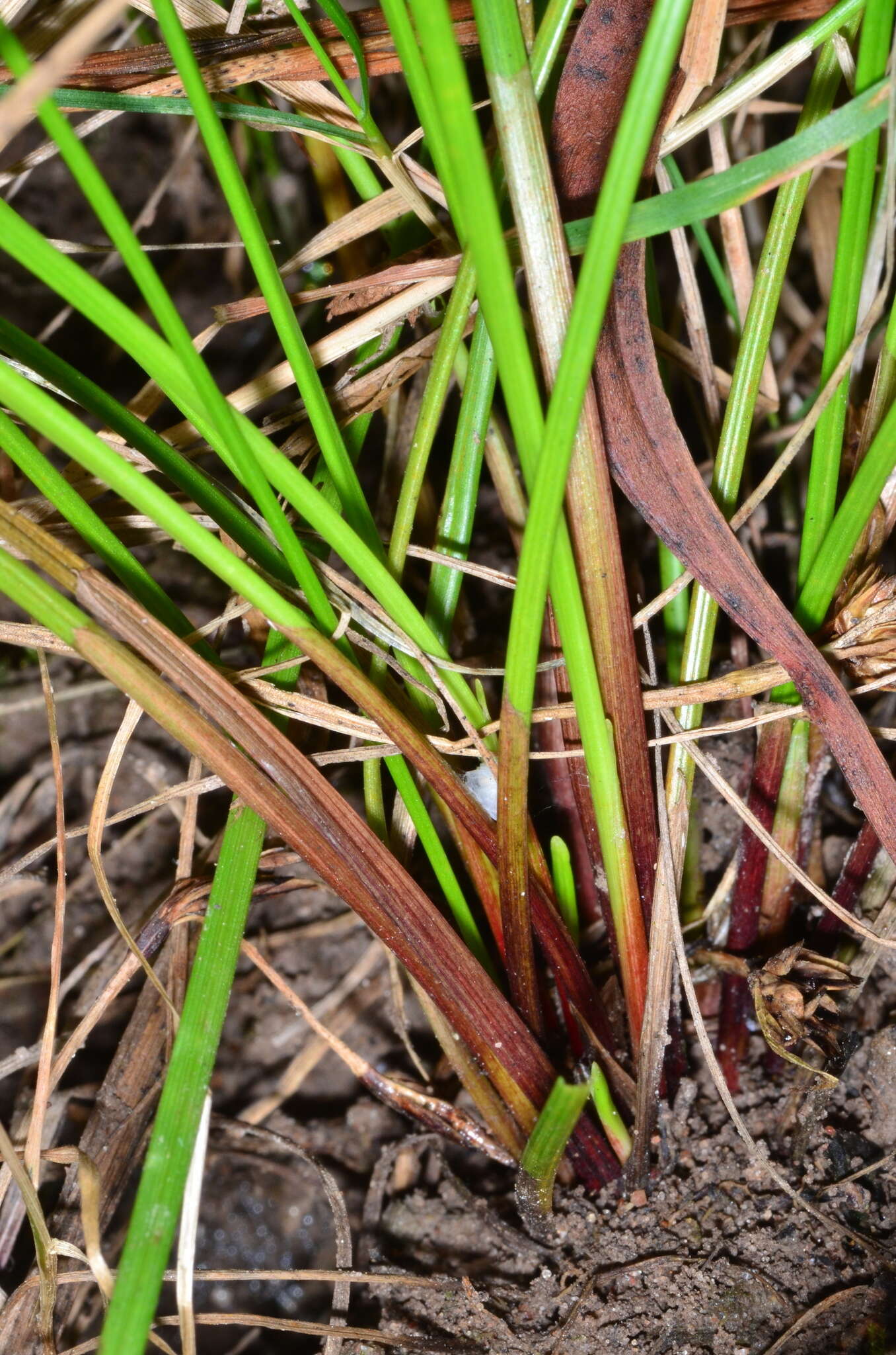 Image de Isolepis inundata R. Br.