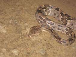 Image of Coastal Lyre Snake