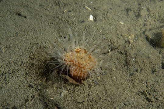 Image of Sagartiogeton laceratus (Dalyell 1848)