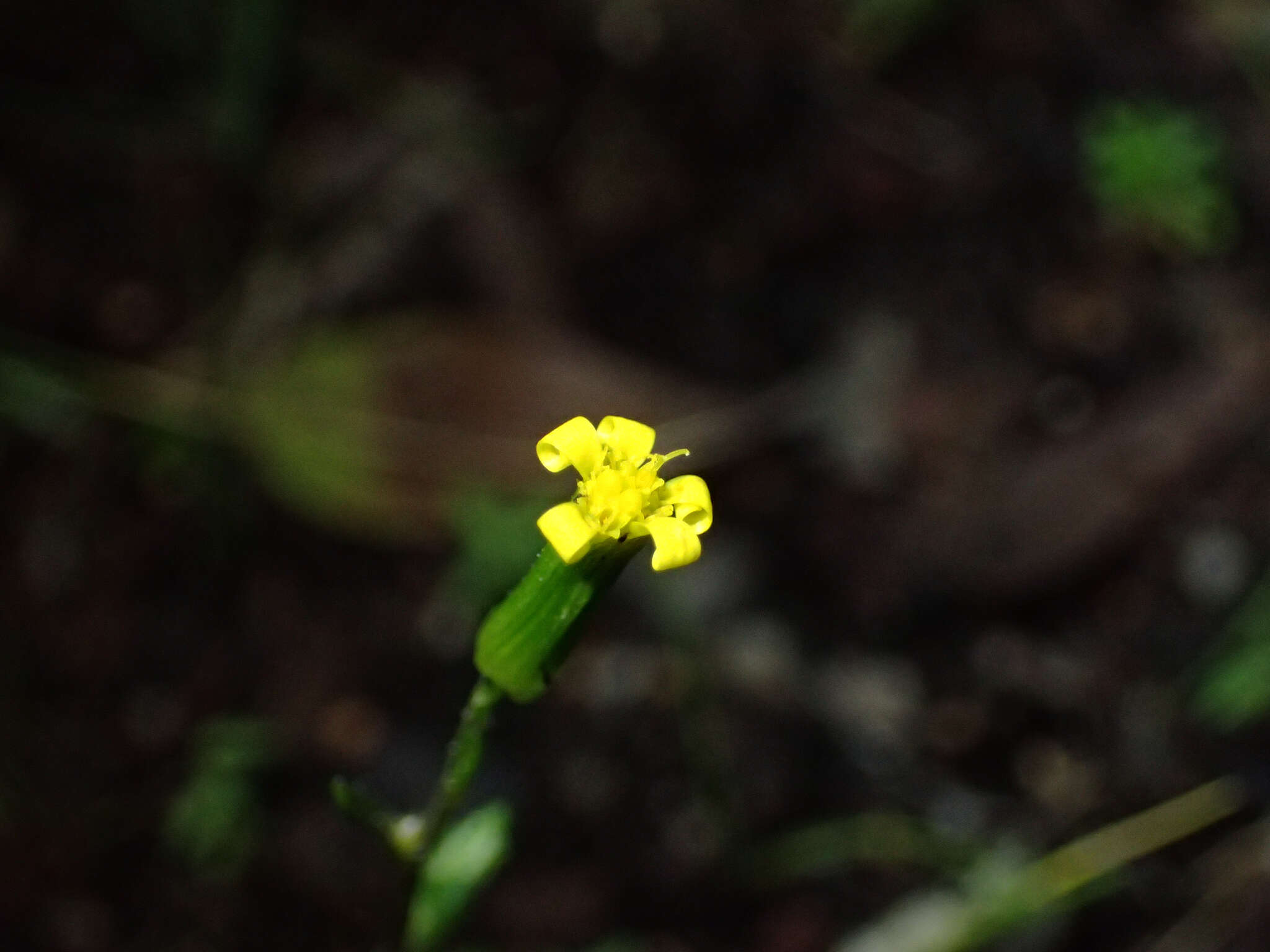 Image of Senecio lividus L.