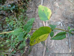 Imagem de Salvia fulgens Cav.