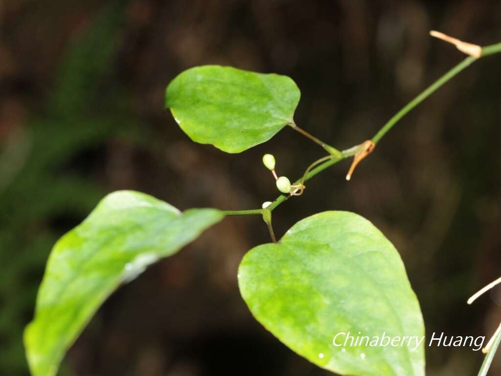 Image of Smilax vaginata Decne.