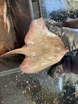 Image of Starry skate