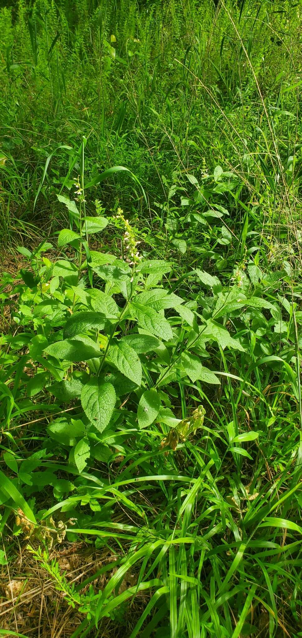 Image of Stachys iltisii J. B. Nelson