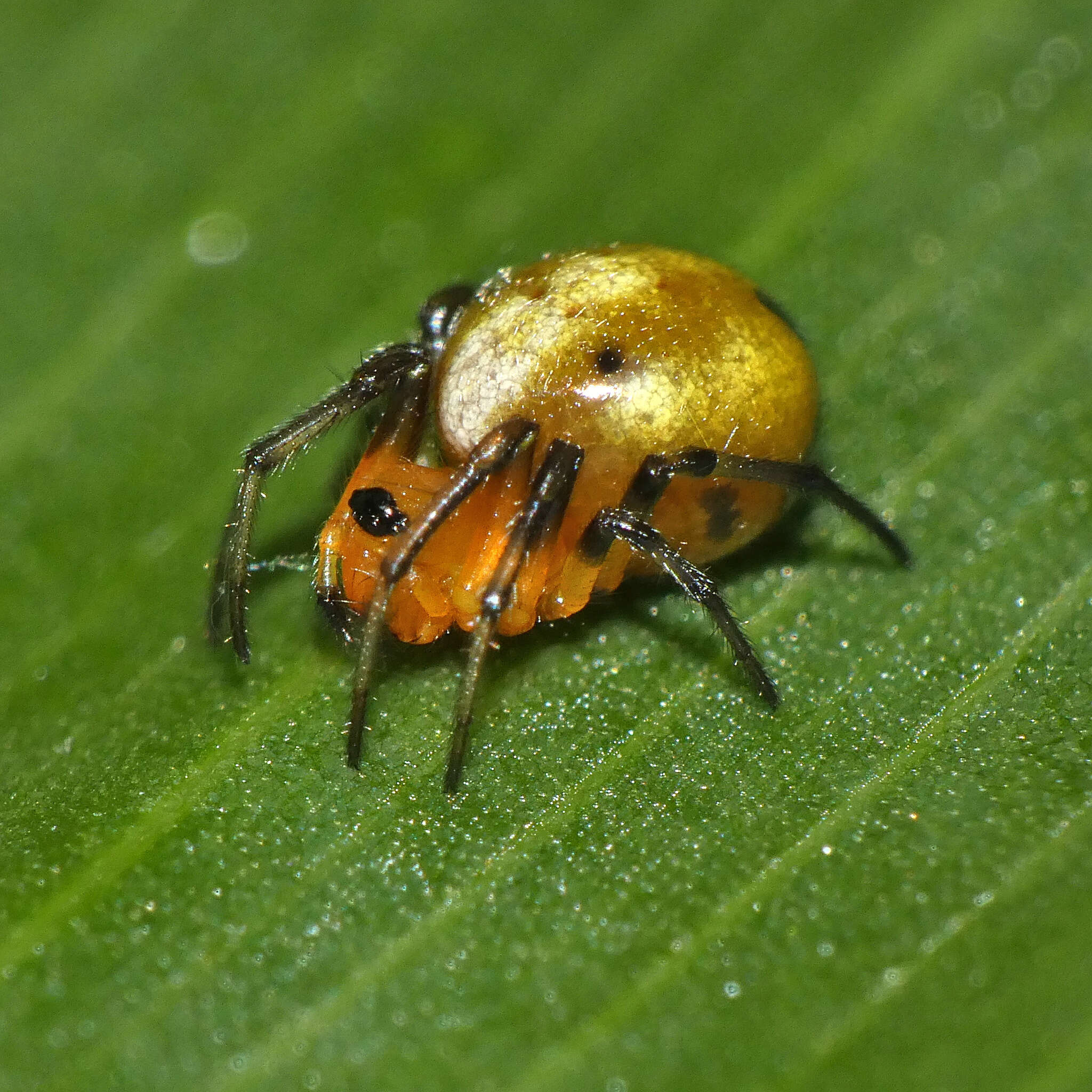 Image of Hypsosinga holzapfelae (Lessert 1936)