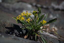 Image of Solidago simplex var. ontarioensis (Ringius) G. S. Ringius