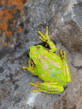 Image of Leptopelis ragazzii (Boulenger 1896)