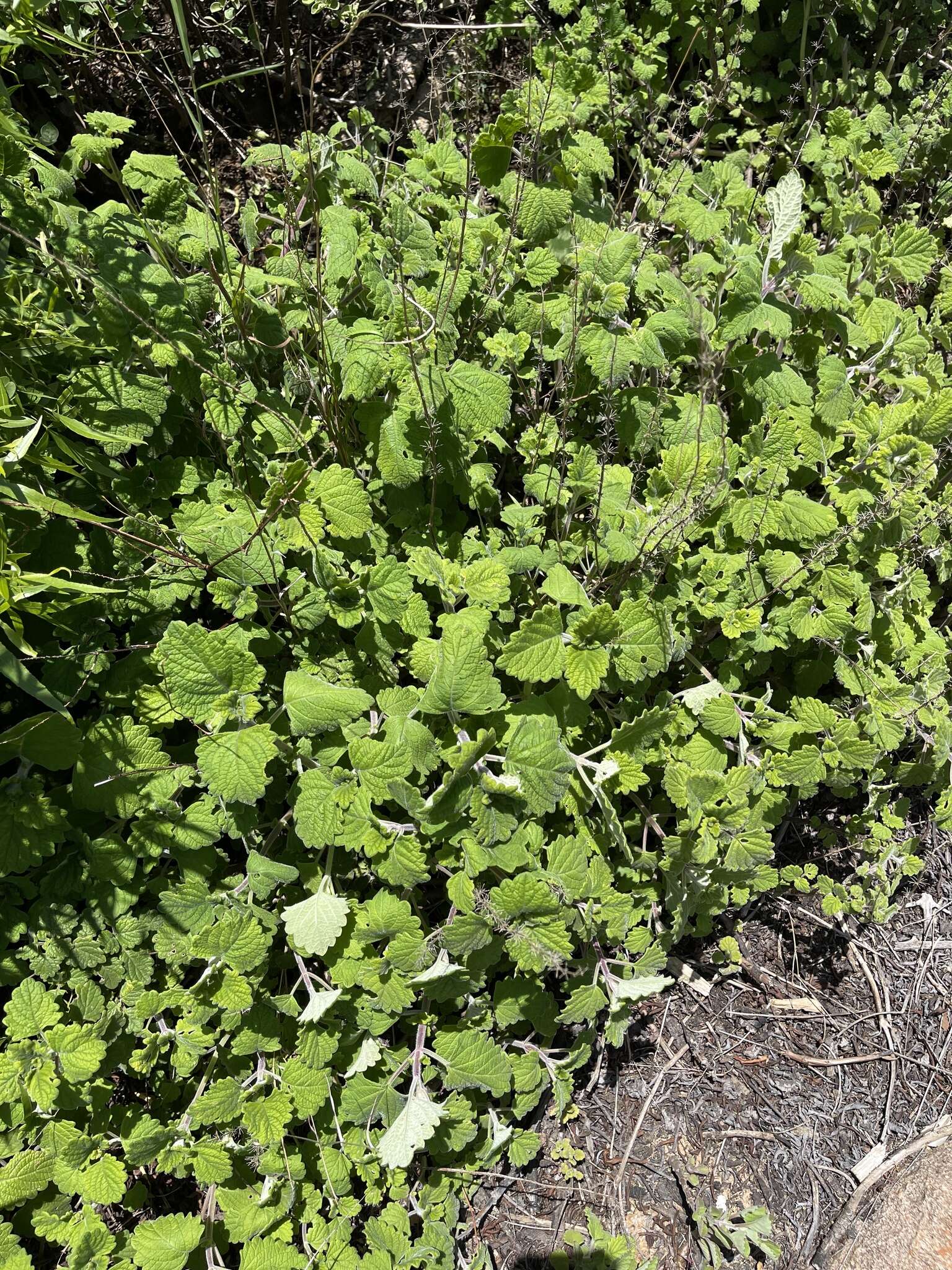 Image of <i>Coleus grandidentatus</i>