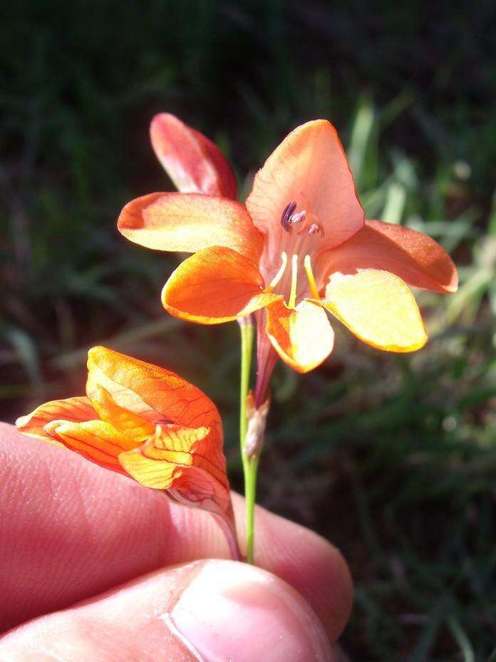 Image of Tritonia laxifolia (Klatt) Baker