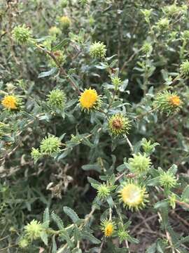 Grindelia squarrosa (Pursh) Dunal resmi