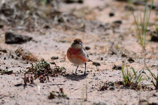 Image of Crimson Chat