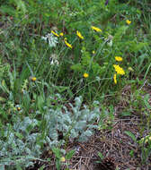 Image of Anthemis marschalliana Willd.