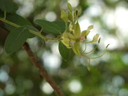 Image of Cadaba fruticosa (L.) Druce