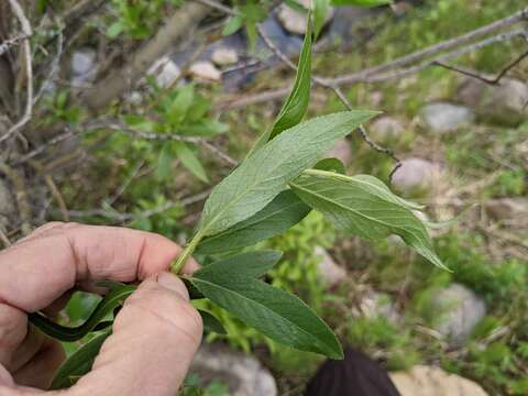 Image of greenleaf willow