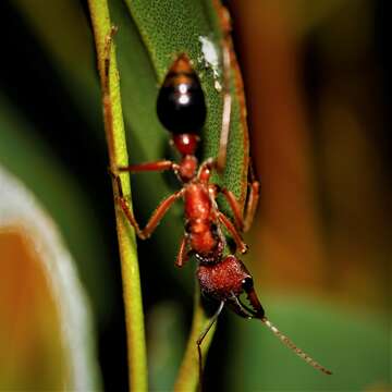 صورة Myrmecia analis Mayr 1862