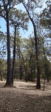 Image of Eucalyptus urophylla S. T. Blake