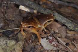 Image of Kalophrynus limbooliati Matsui, Nishikawa, Belabut, Ahmad & Yong 2012