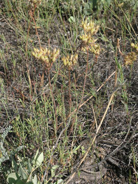 Image of Pseudosedum lievenii (Ledeb.) Berger