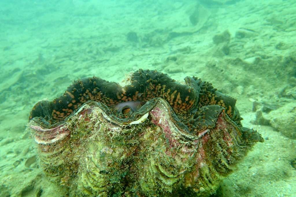 Image de Tridacna elongatissima Bianconi 1856