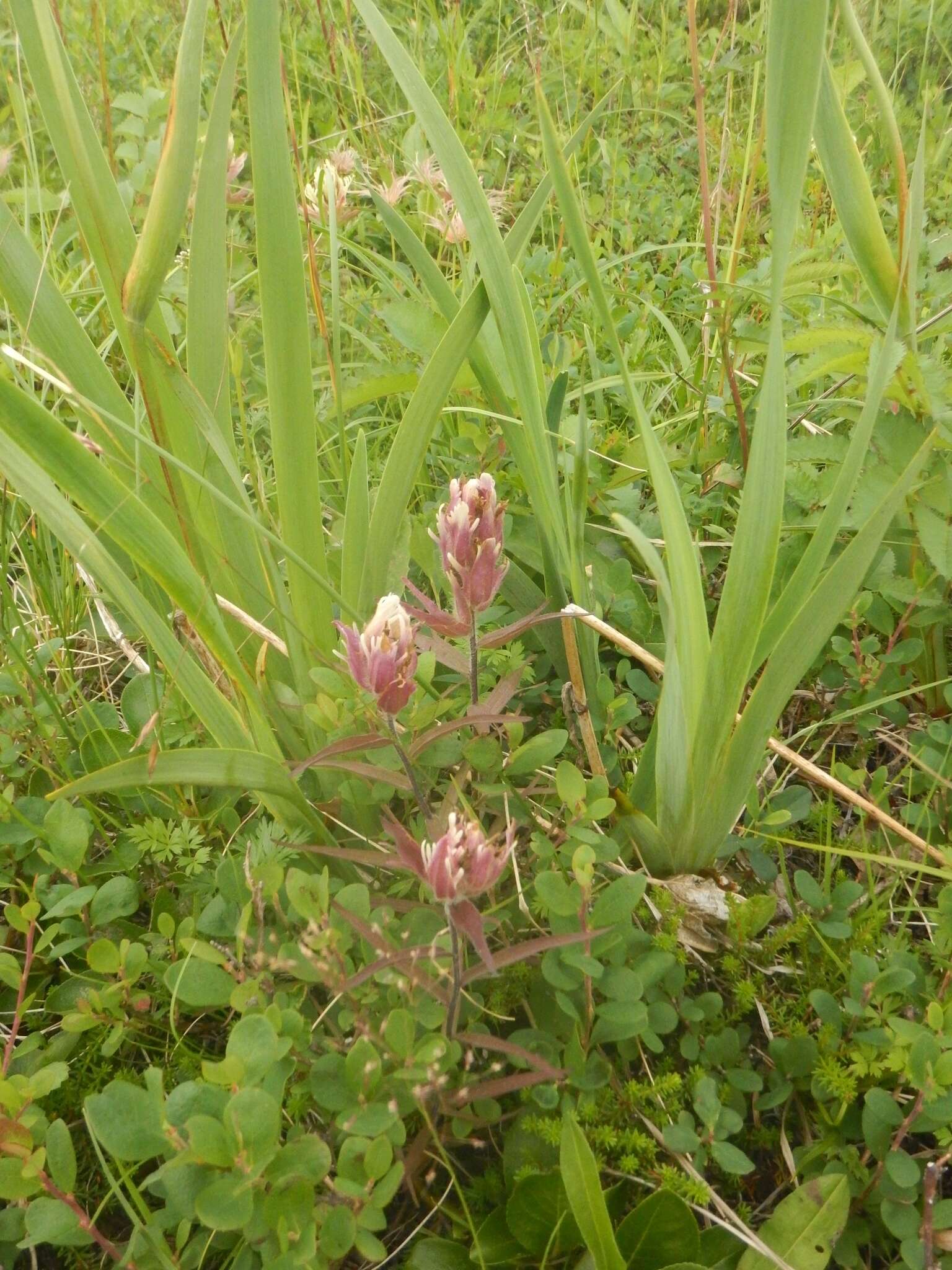 Image of Castilleja pallida subsp. pavlovii (Rebr.) A. & D. Löve