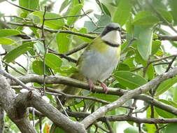 Image of Rudd's Apalis