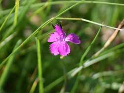 Слика од Dianthus deltoides L.