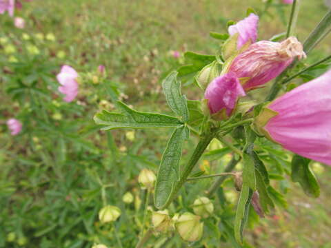 Imagem de Malva excisa Rchb.