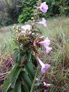 Plancia ëd Ipomoea argentea Meisn.