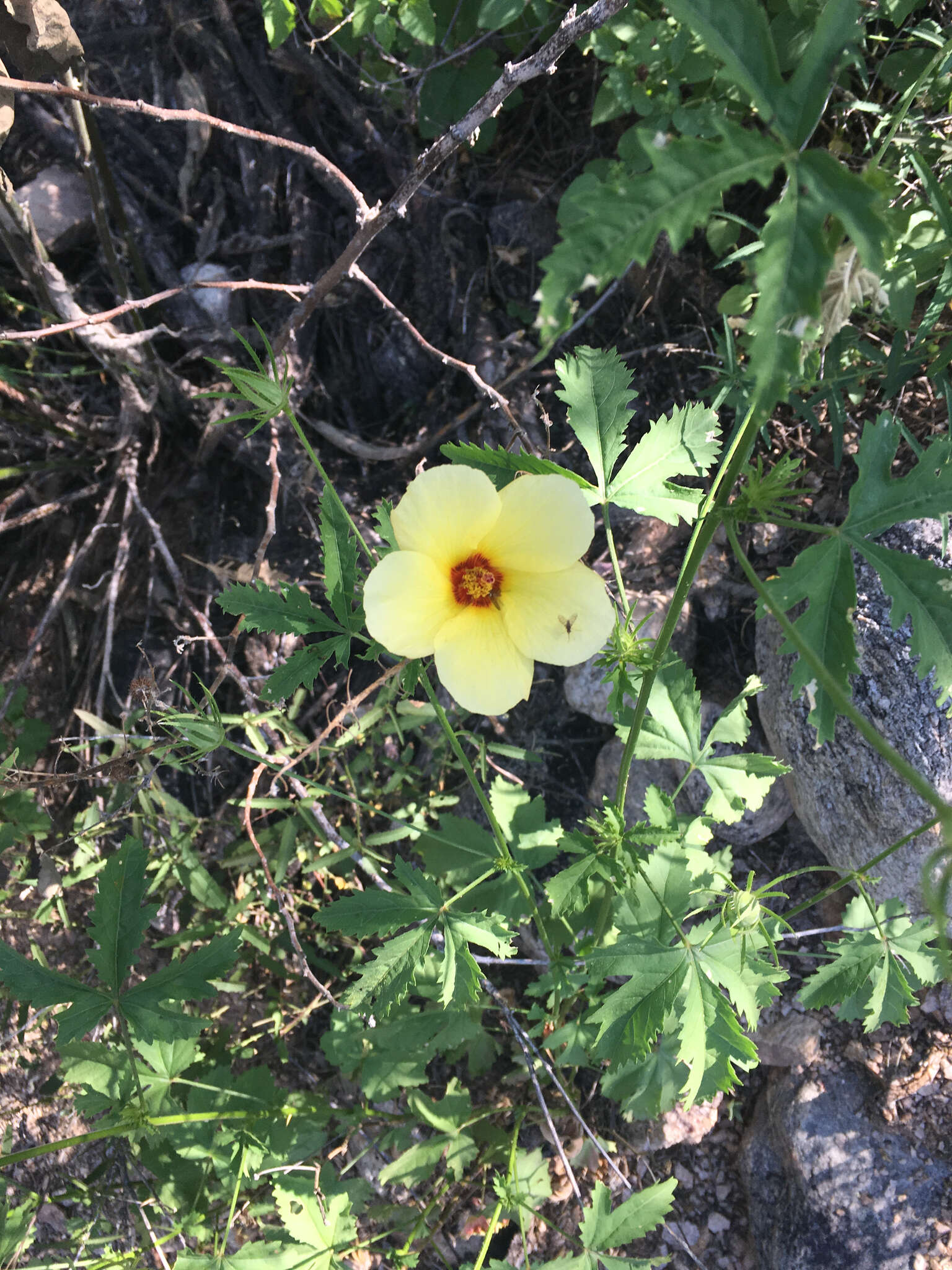 Image of Arizona rosemallow