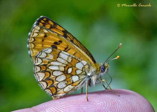 Imagem de Melitaea celadussa Fruhstorfer 1910