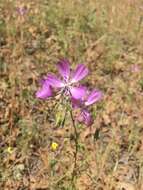 Plancia ëd Clarkia biloba subsp. brandegeae (Jepson) F. H. Lewis & M. E. Lewis