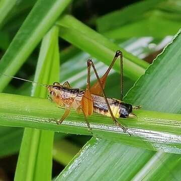 Слика од Conocephalus (Anisoptera) versicolor (Redtenbacher 1891)