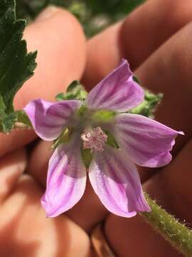 Imagem de Malva nicaeensis All.