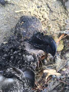 Image of Grey-faced Petrel