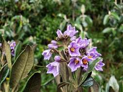 Image of Solanum stenophyllum Humb. & Bonpl. ex Dun.