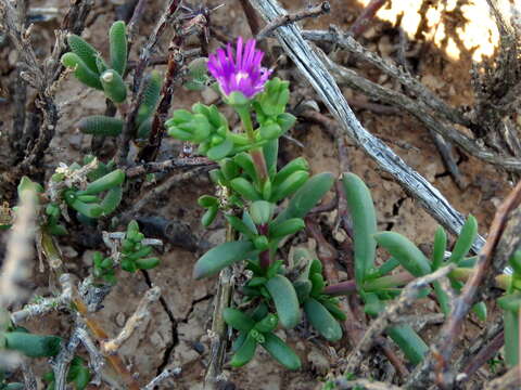 Image of Delosperma peersii Lavis