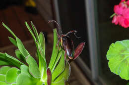 Image of California Root Borer