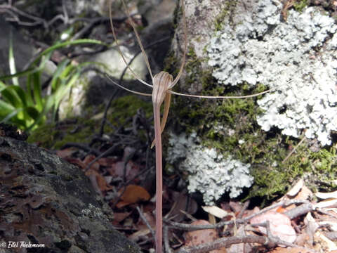 Image of Arachnitis uniflora Phil.