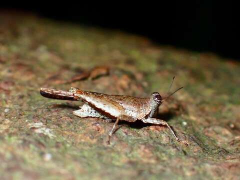 Systolederus cinereus Brunner von Wattenwyl 1893的圖片