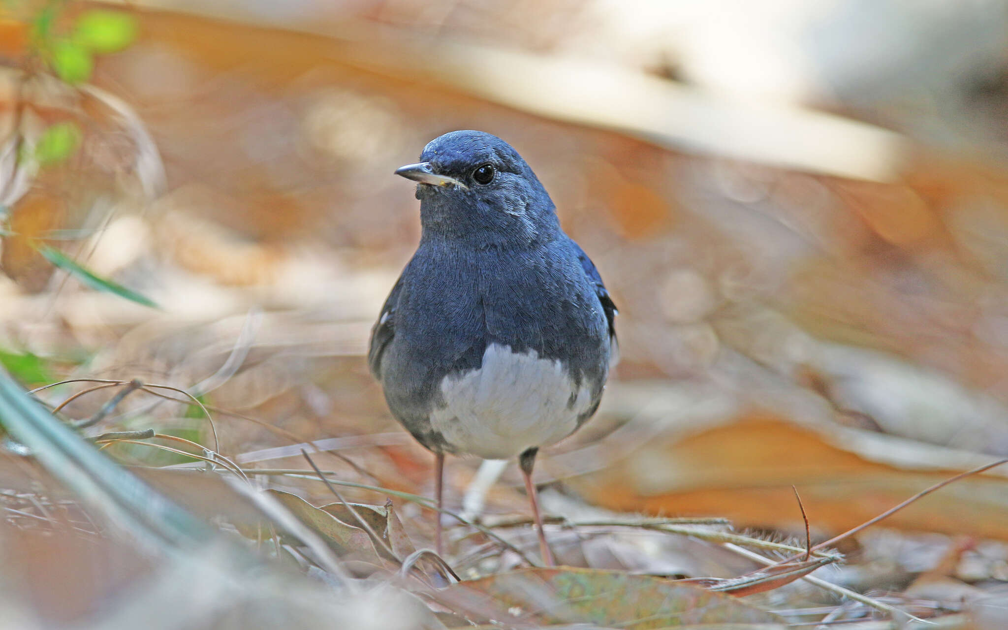 Image of White-bellied Redstart