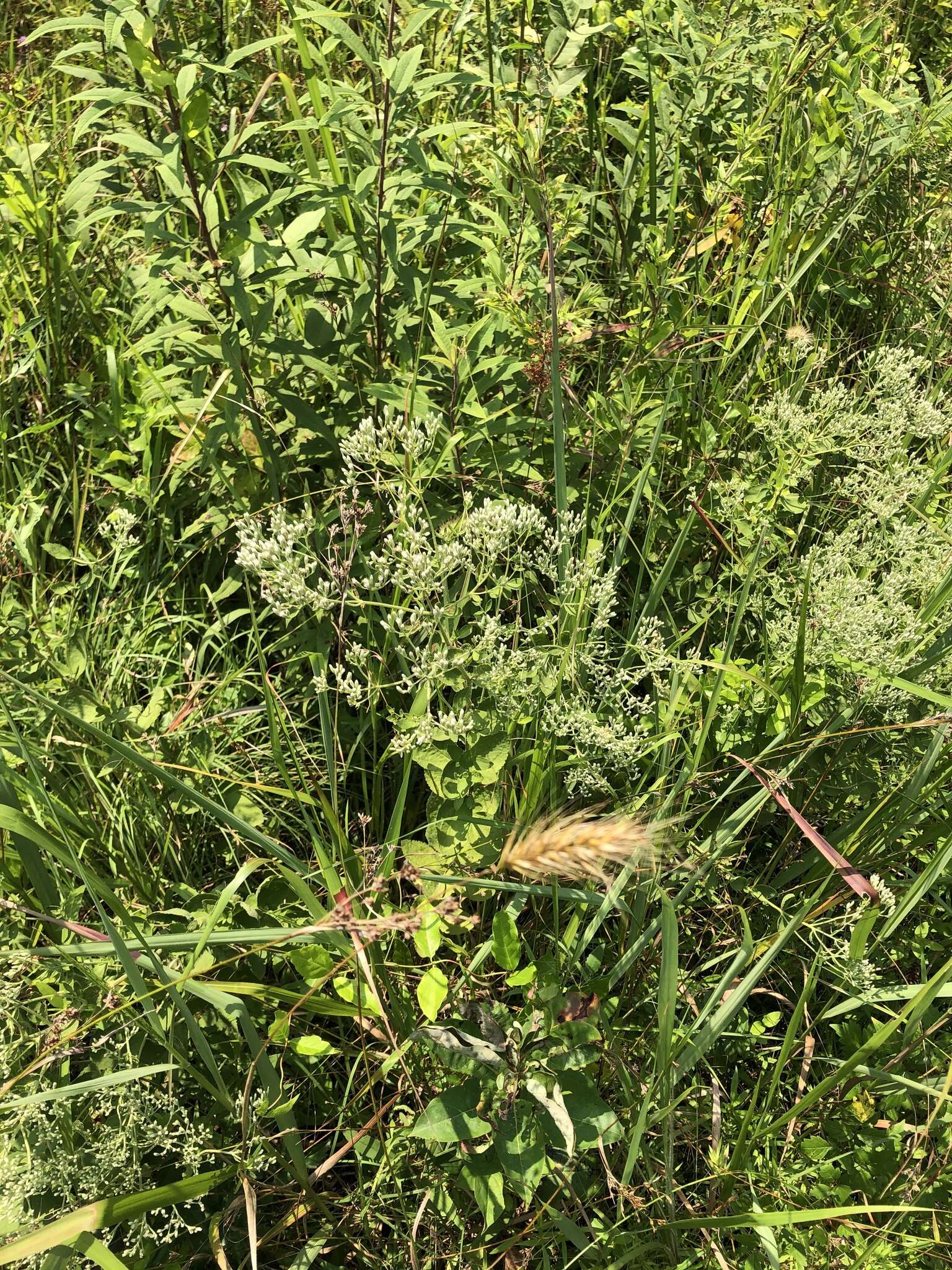 Eupatorium rotundifolium var. scabridum (Ell.) A. Gray resmi